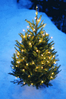 Weihnachtsbaum